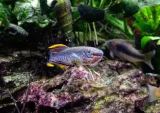 Gardner's splendid carp